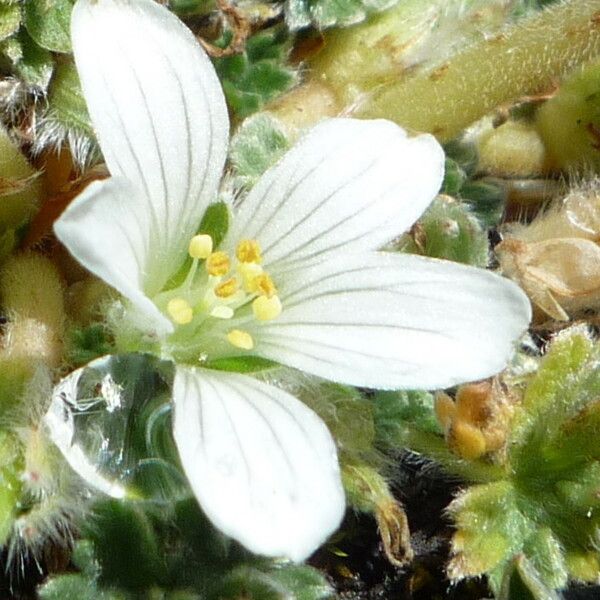 Geranium sessiliflorum Квітка