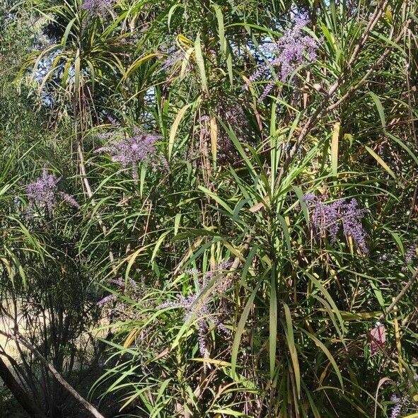 Cordyline stricta Hábito