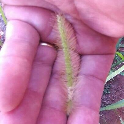 Setaria pumila Blüte