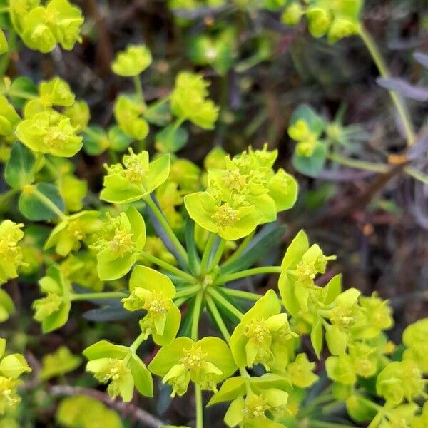 Euphorbia cyparissias Blomst