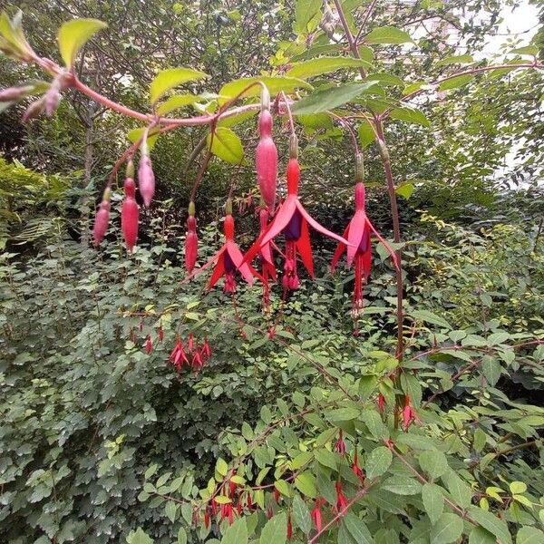 Fuchsia magellanica Συνήθη χαρακτηριστικά