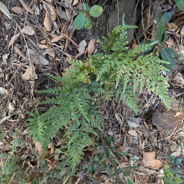 Asplenium onopteris Habitat