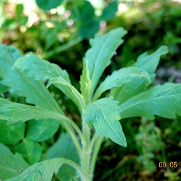 Erigeron sumatrensis Leaf