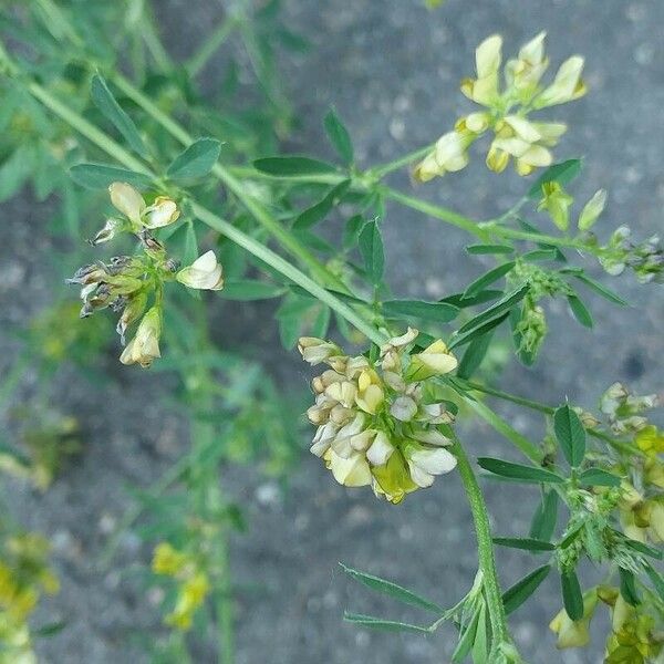 Medicago × varia Flower