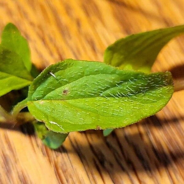 Prunella vulgaris Hoja