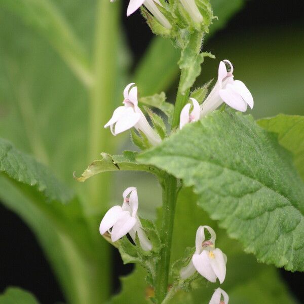 Lobelia inflata Квітка