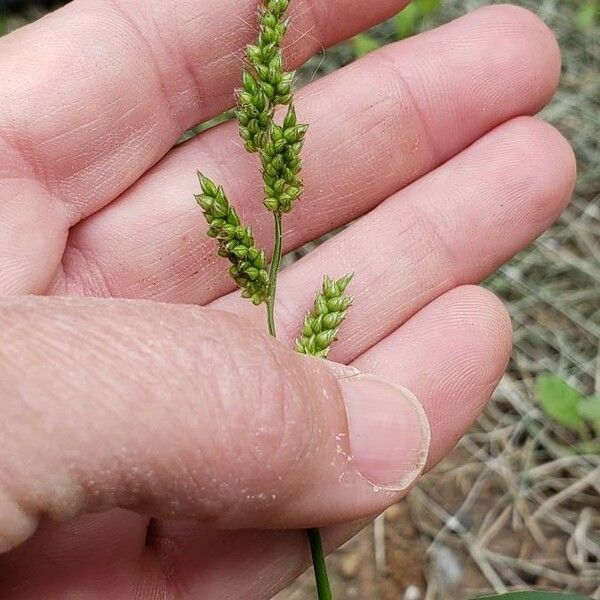 Carex canescens Plod