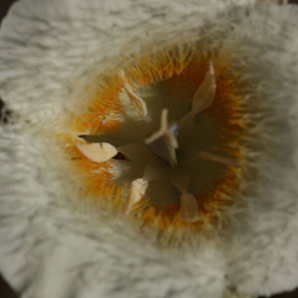 Calochortus subalpinus Kwiat