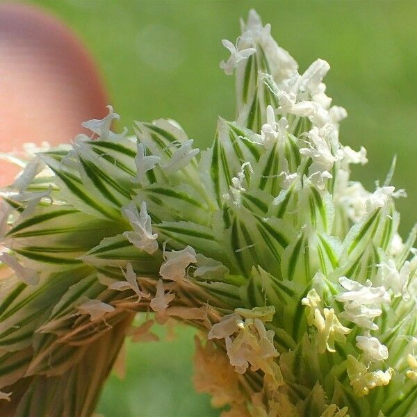 Phalaris minor Habitus