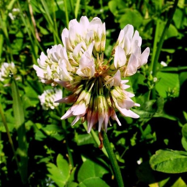 Trifolium repens Квітка