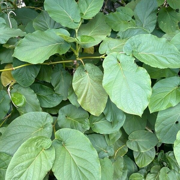 Piper auritum Blad