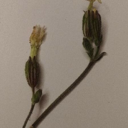 Silene latifolia Flower