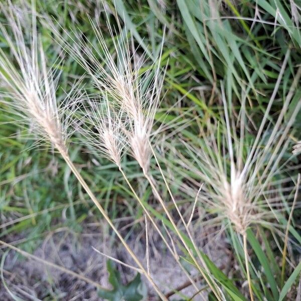 Hordeum jubatum Leaf