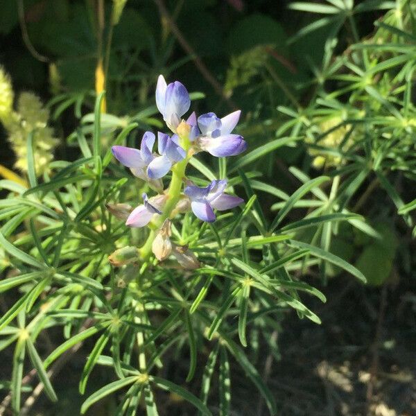 Lupinus angustifolius Flor