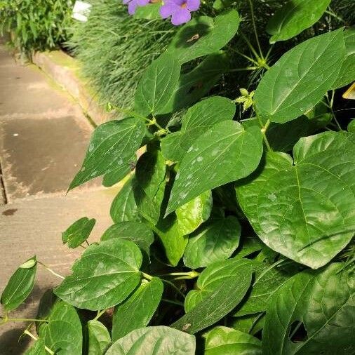 Thunbergia battiscombei عادت