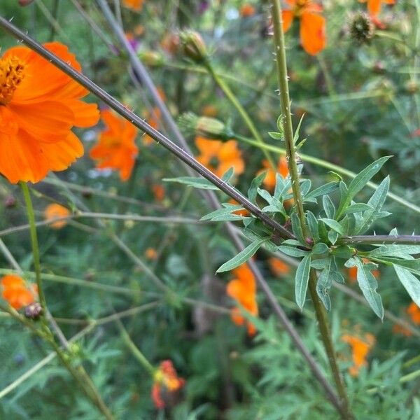 Cosmos sulphureus Hoja