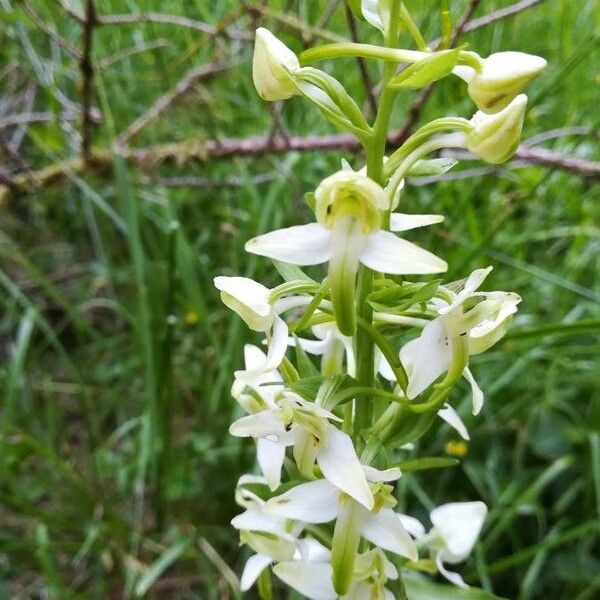 Platanthera chlorantha Blüte