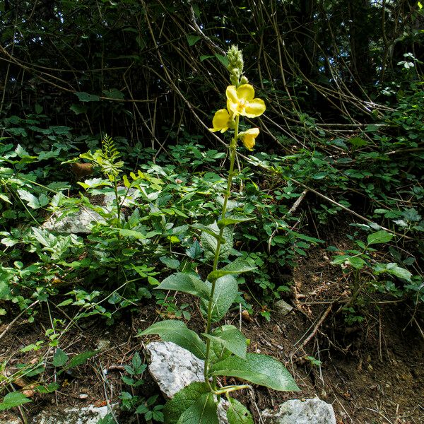 Verbascum phlomoides পাতা