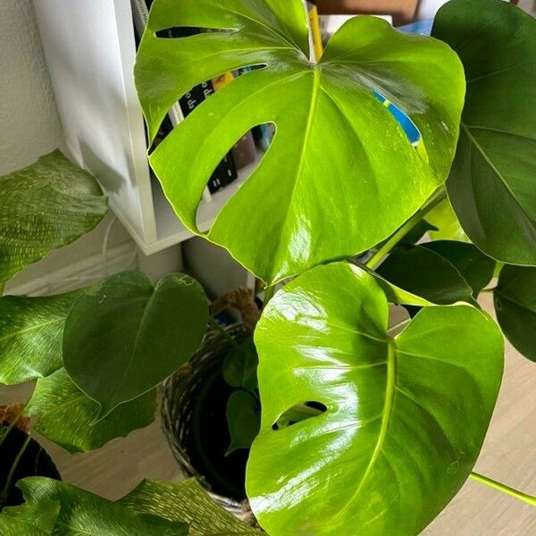 Monstera deliciosa Blad