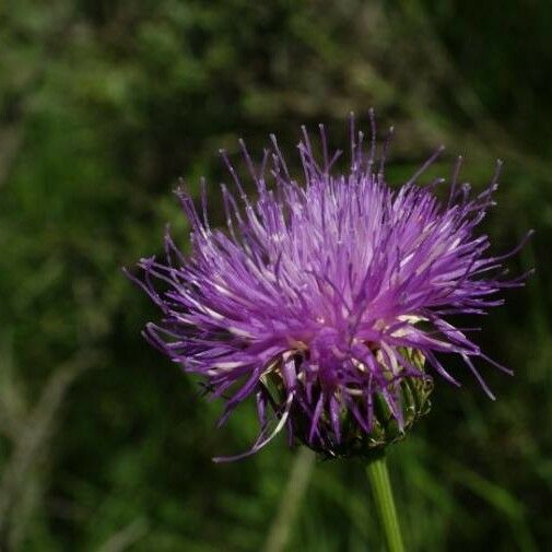 Cirsium tuberosum Çiçek