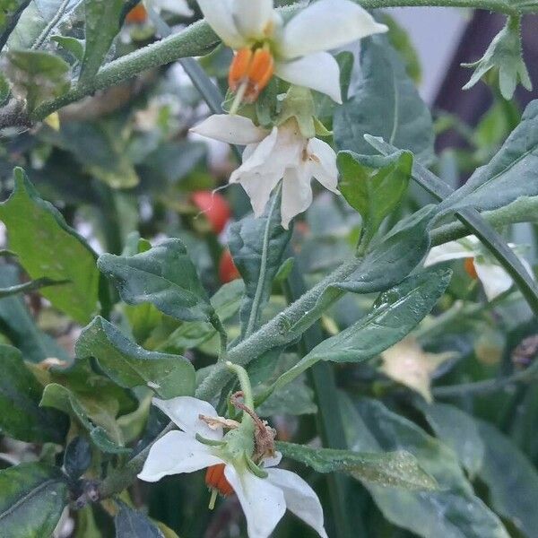 Solanum pseudocapsicum फूल