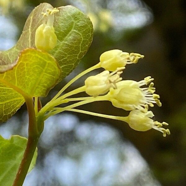 Acer sempervirens Fleur