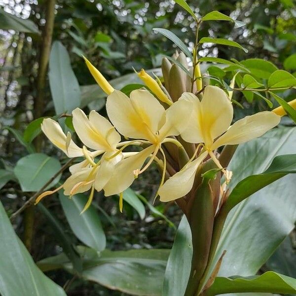 Hedychium flavescens Virág