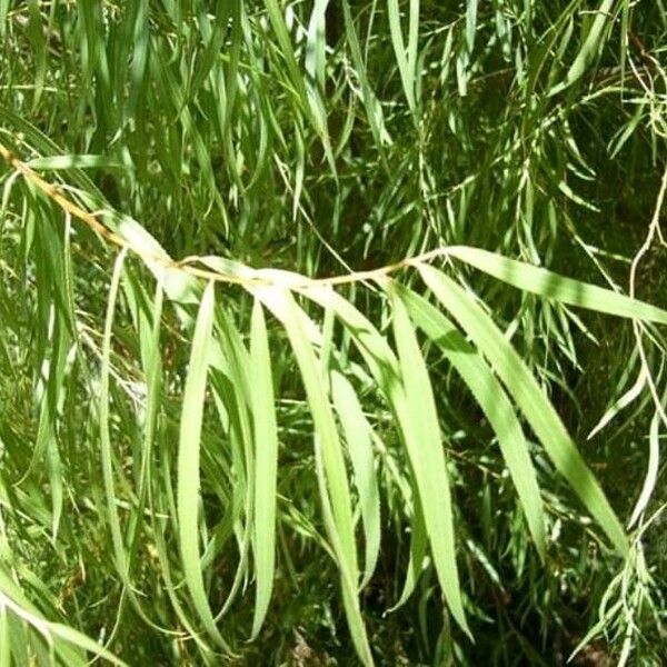 Salix humboldtiana Leaf