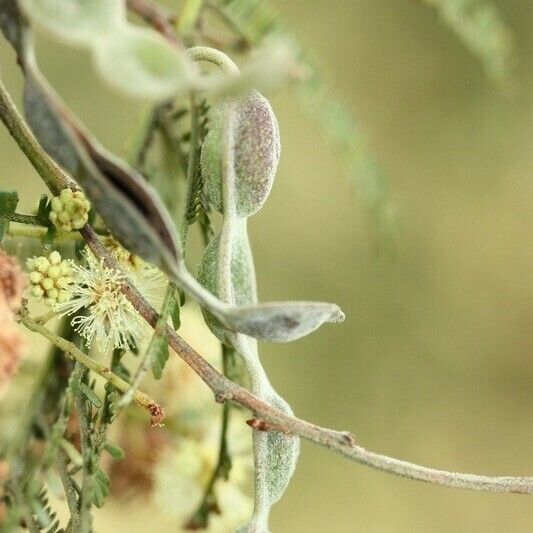 Acacia mearnsii Annet