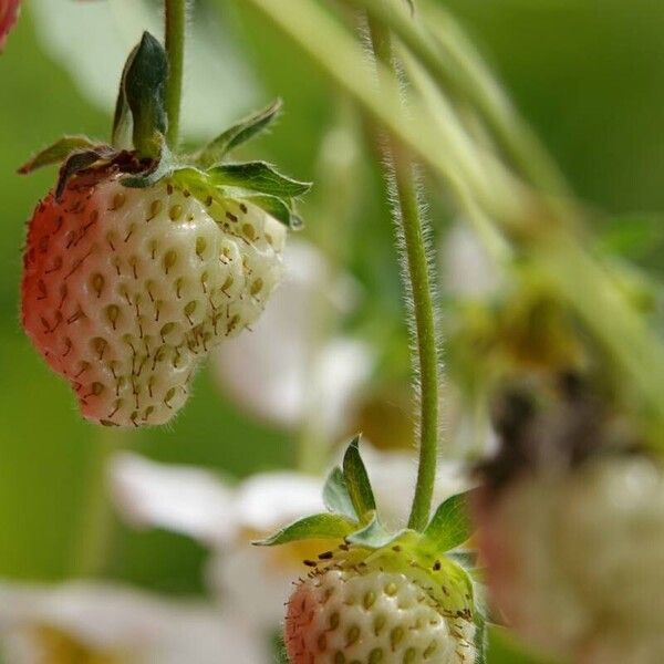 Fragaria moschata Anders