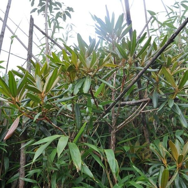 Rhododendron facetum