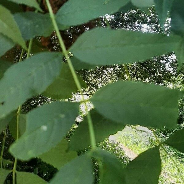 Fraxinus excelsior Leaf