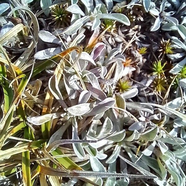 Antennaria dioica Leaf