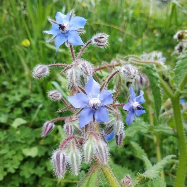 Borago officinalis Blomst