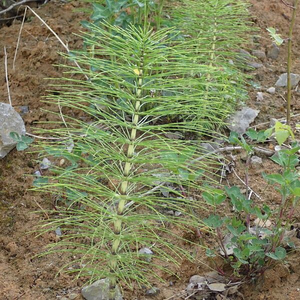 Equisetum telmateia Habit