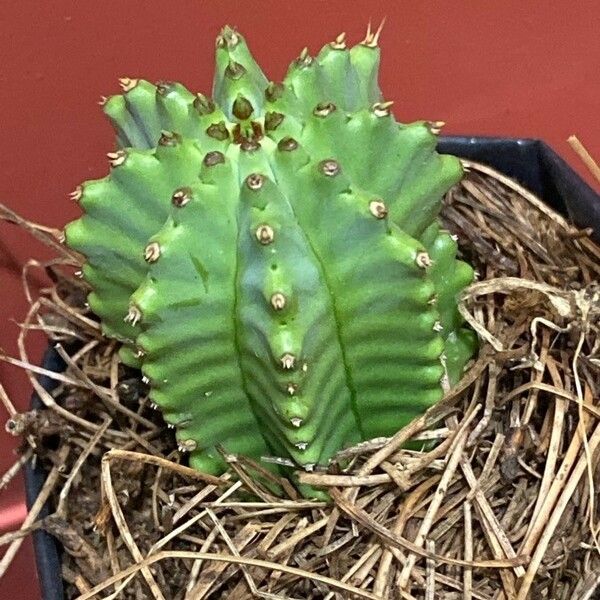 Euphorbia pulvinata Leaf