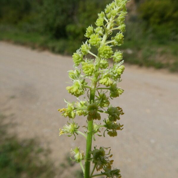 Reseda lutea Corteza