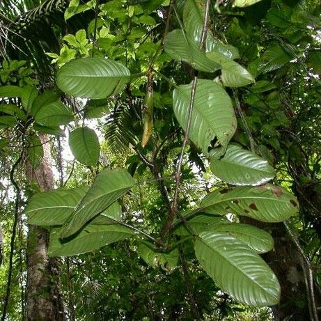 Philodendron alliodorum Іншае