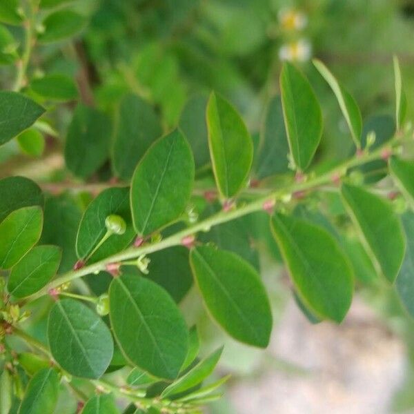 Phyllanthus tenellus Leaf