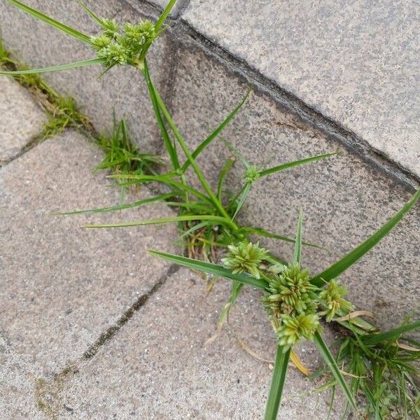 Cyperus eragrostis Celota