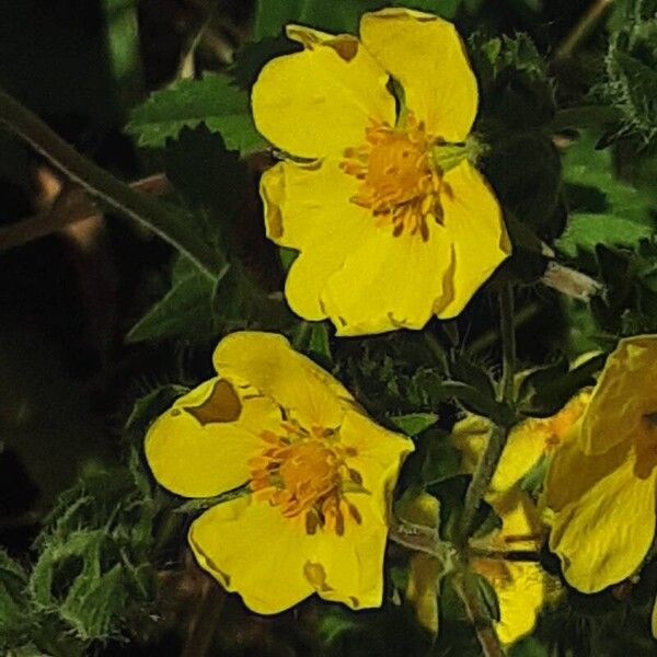 Potentilla recta Bloem