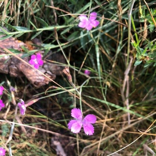 Dianthus scaber Õis