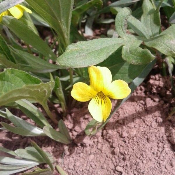 Viola purpurea (Pine violet)