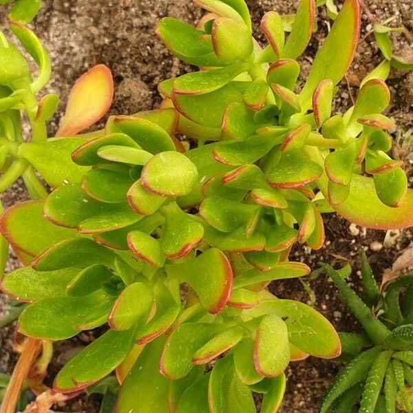 Sedum praealtum Flower