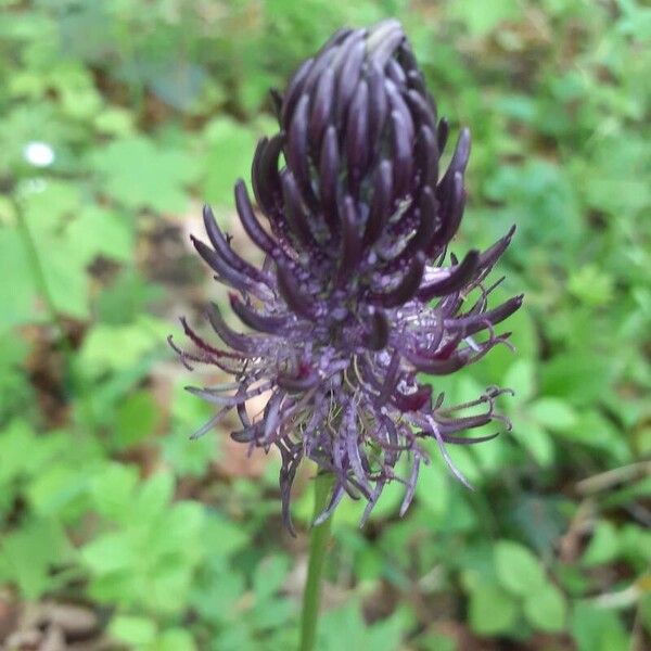 Phyteuma nigrum Flower