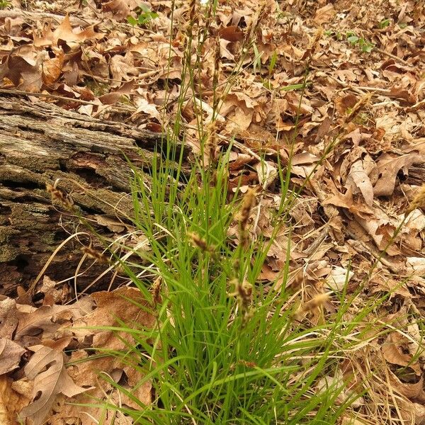 Carex pensylvanica Pokrój