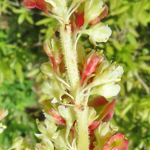 Rheum palmatum Flower