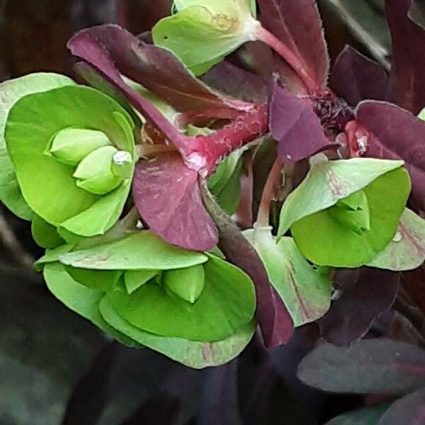 Euphorbia amygdaloides Blüte