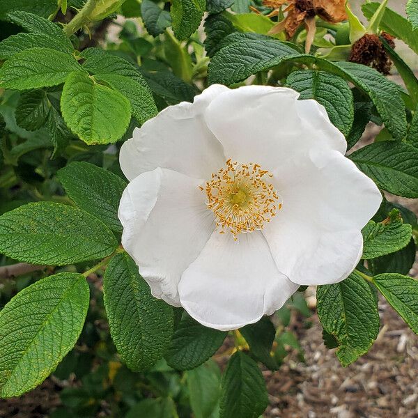 Rosa laevigata Blüte