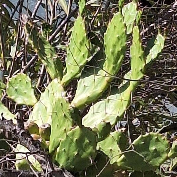 Opuntia stricta Blad